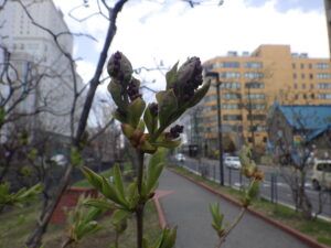 4月12日のライラック、アセシッピーのつぼみの様子