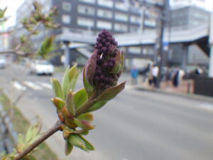 4月12日のライラック、エスタースティリーのつぼみの様子