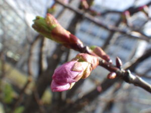 4月12日のエゾヤマザクラのつぼみの様子