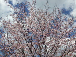 4月18日の北1条のエゾヤマザクラが咲いているの様子