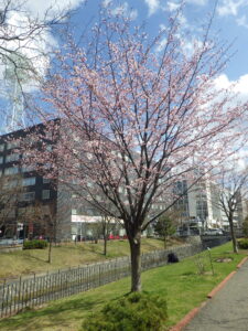4月18日の北1条のエゾヤマザクラが咲いているの様子