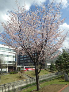 4月18日の北1条のエゾヤマザクラが咲いているの様子