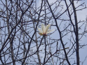 4月11日に咲いていたキタコブシの花