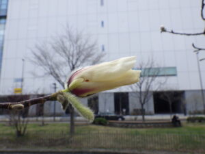 4月12日のキタコブシの花の様子