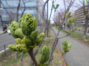 4月12日のライラック、ジェネラルシュリダンのつぼみの様子