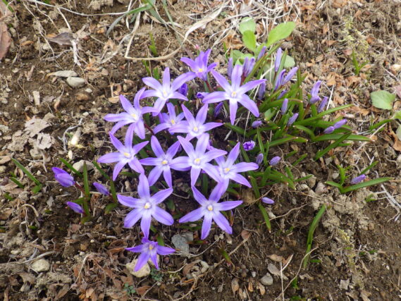 「チオノドクサが咲いています」の画像