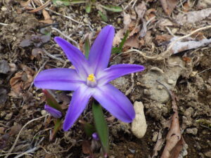 4月5日に南4条の斜面で咲いていたチオノドクサ