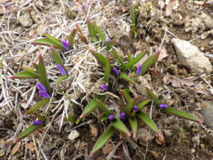 4月5日のチオノドクサのつぼみ
