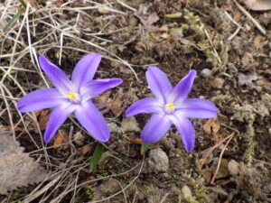 4月5日に南4条の斜面で咲いていたチオノドクサ