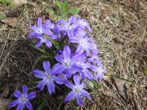 4月11日に咲いていたチオノドクサの花