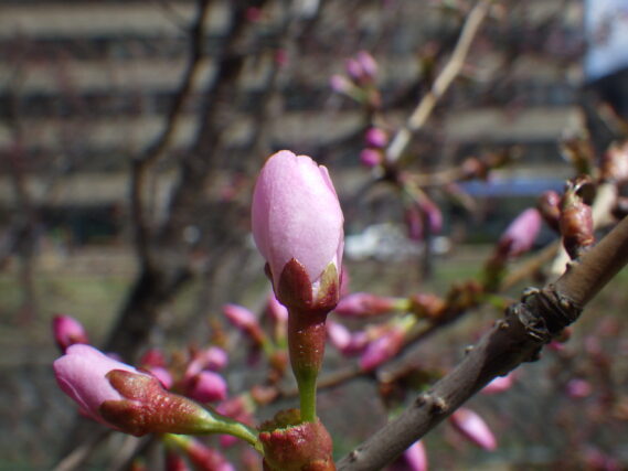 「園内では」の画像