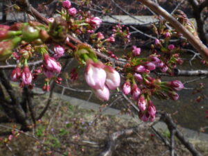 4月12日のチシマザクラのつぼみの様子