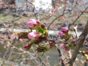 4月12日のチシマザクラのつぼみの様子