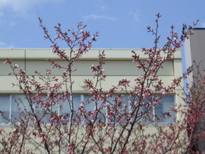 4月13日に開花していたチシマザクラ