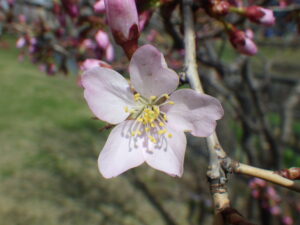 4月13日に開花していたチシマザクラの花