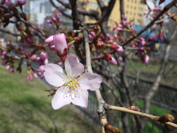 「チシマザクラ開花」の画像