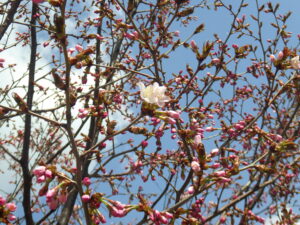 4月13日に開花していたチシマザクラの花