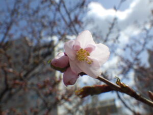 4月13日に開花していたチシマザクラの花