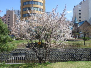 4月18日の北2条のチシマザクラが咲いているの様子