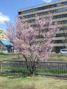 4月18日の北2条のチシマザクラが咲いているの様子