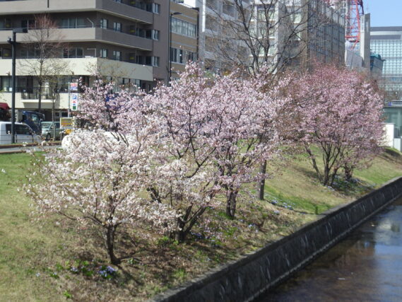 「桜が見頃です」の画像