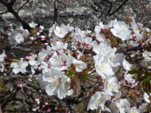 4月18日に咲いていた白いのチシマザクラの花
