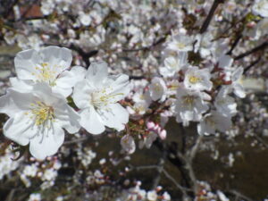 4月18日に咲いていた白いのチシマザクラの花