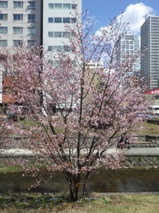 4月18日の南2条のチシマザクラが咲いているの様子