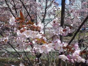 4月18日に咲いていたピンクのチシマザクラの花