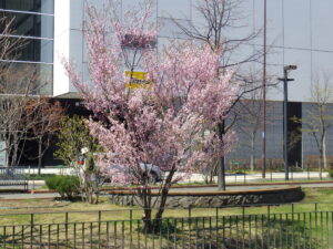4月18日の北2条のチシマザクラが咲いているの様子