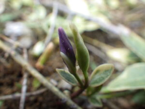 4月12日の円形マスのビンカミノールのつぼみの様子