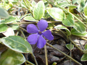 4月12日に咲いていた円形マスのビンカミノールの花