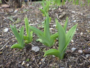 4月12日のヘメロカリスの芽の様子