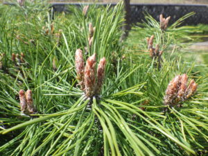 4月12日のモンタナマツの様子