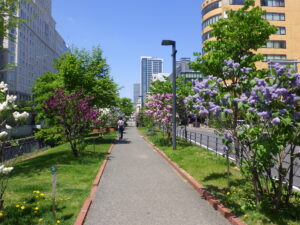 2022年の園路の両側にライラックが植えられたライラックウォークの様子
