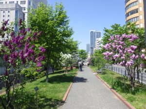 2022年の園路の両側にライラックが植えられたライラックウォークの様子