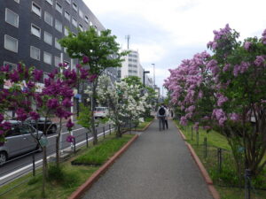 2022年の園路の両側にライラックが植えられたライラックウォークの様子