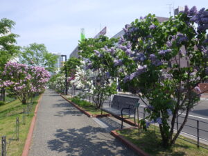 2022年の園路の両側にライラックが植えられたライラックウォークの様子