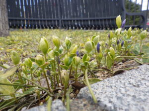 円形ますのビンカミノールの芽