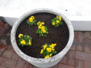 黄色いビオラが植え込まれたまんなか広場のコンテナ