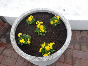 黄色いビオラが植え込まれたまんなか広場のコンテナ