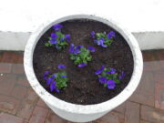 紫のビオラが植え込まれたまんなか広場のコンテナ