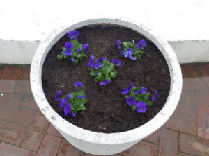 紫のビオラが植え込まれたまんなか広場のコンテナ