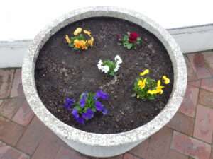 ミックスのビオラが植え込まれたまんなか広場のコンテナ