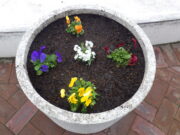 ミックスのビオラが植え込まれたまんなか広場のコンテナ