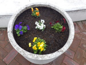 ミックスのビオラが植え込まれたまんなか広場のコンテナ