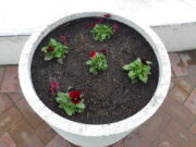 赤いビオラが植え込まれたまんなか広場のコンテナ