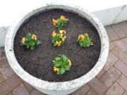 オレンジのビオラが植え込まれたまんなか広場のコンテナ