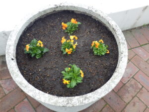 オレンジのビオラが植え込まれたまんなか広場のコンテナ