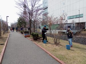 4月4日に冬囲い外しの活動をする植物ボランティア